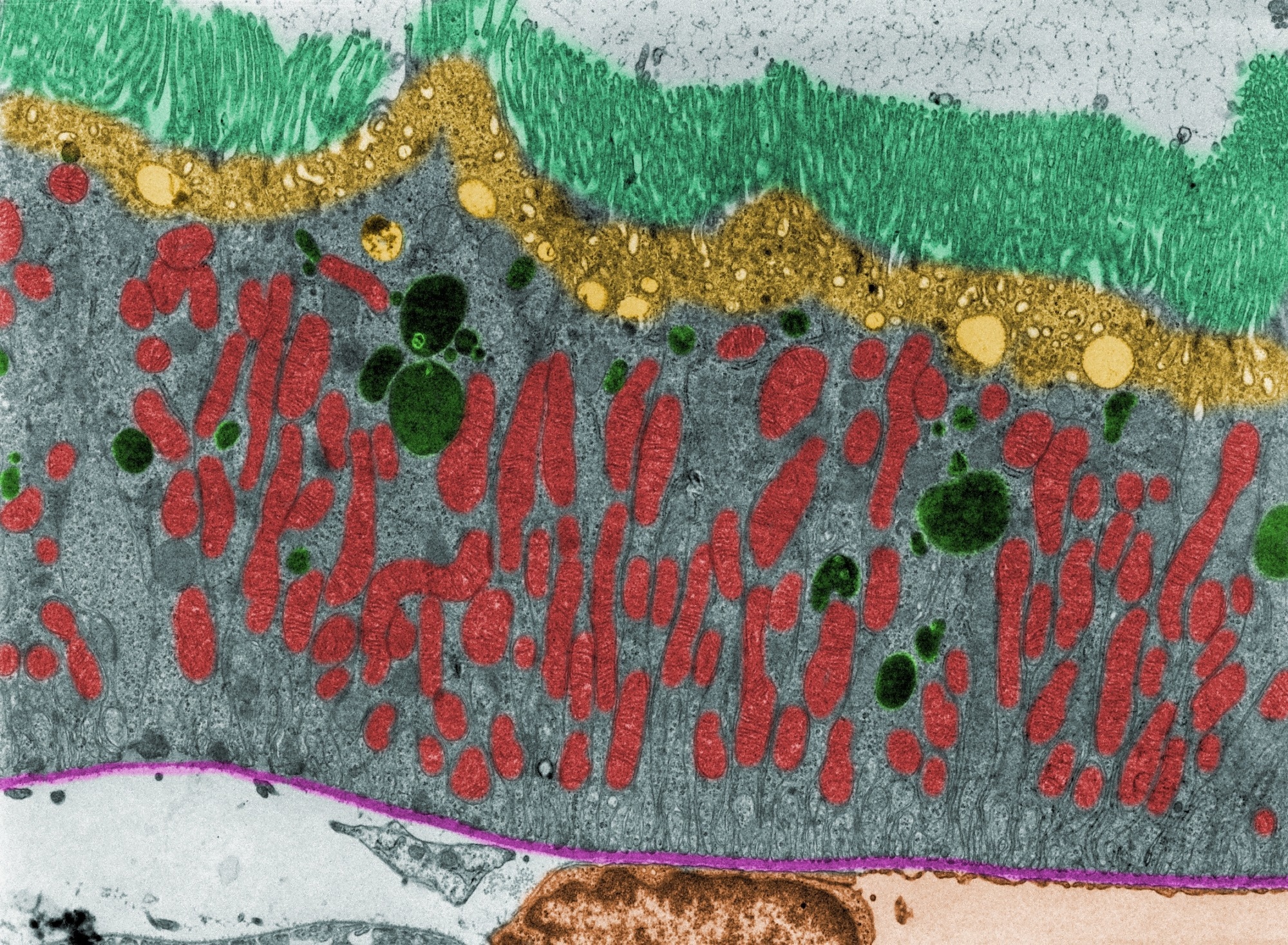 Coloured TEM micrograph of kidney proximal tubule cells showing brush border (light green), endocytic apparatus (yellow), lysosomes (dark green), mitochondria (red) and basement membrane (pink).