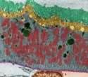 What Is Spatial Transcriptomics?