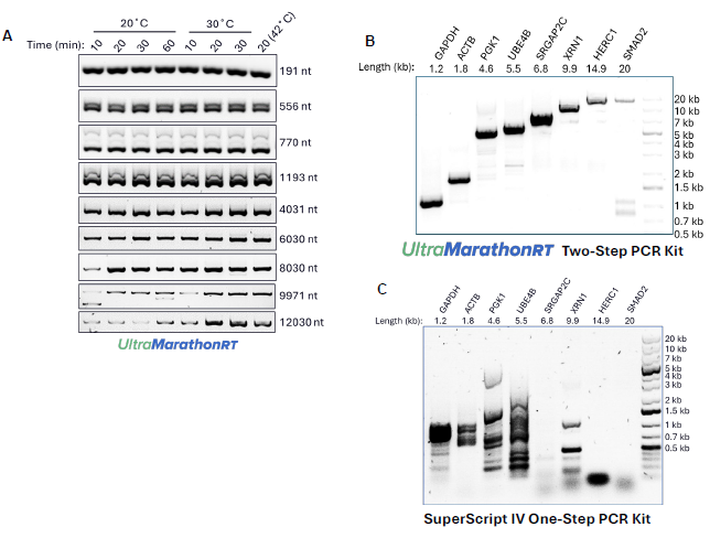 Sensitive, unbiased full-length cDNA synthesis from RNA of any length and structure content by uMRT.