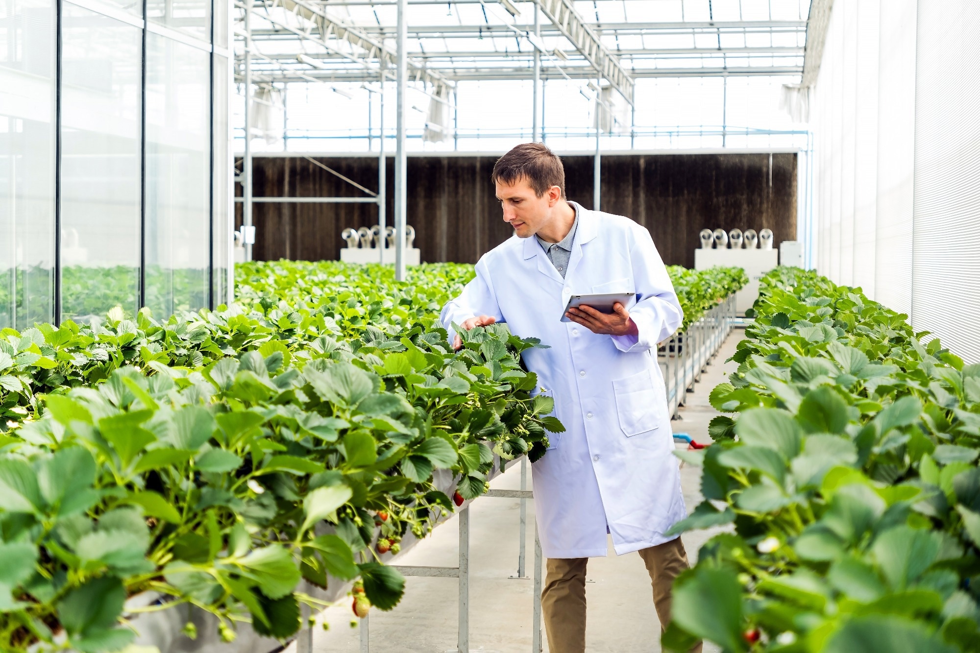 Agricultural scientist inspecting strawberry plants in a modern greenhouse while using a tablet.