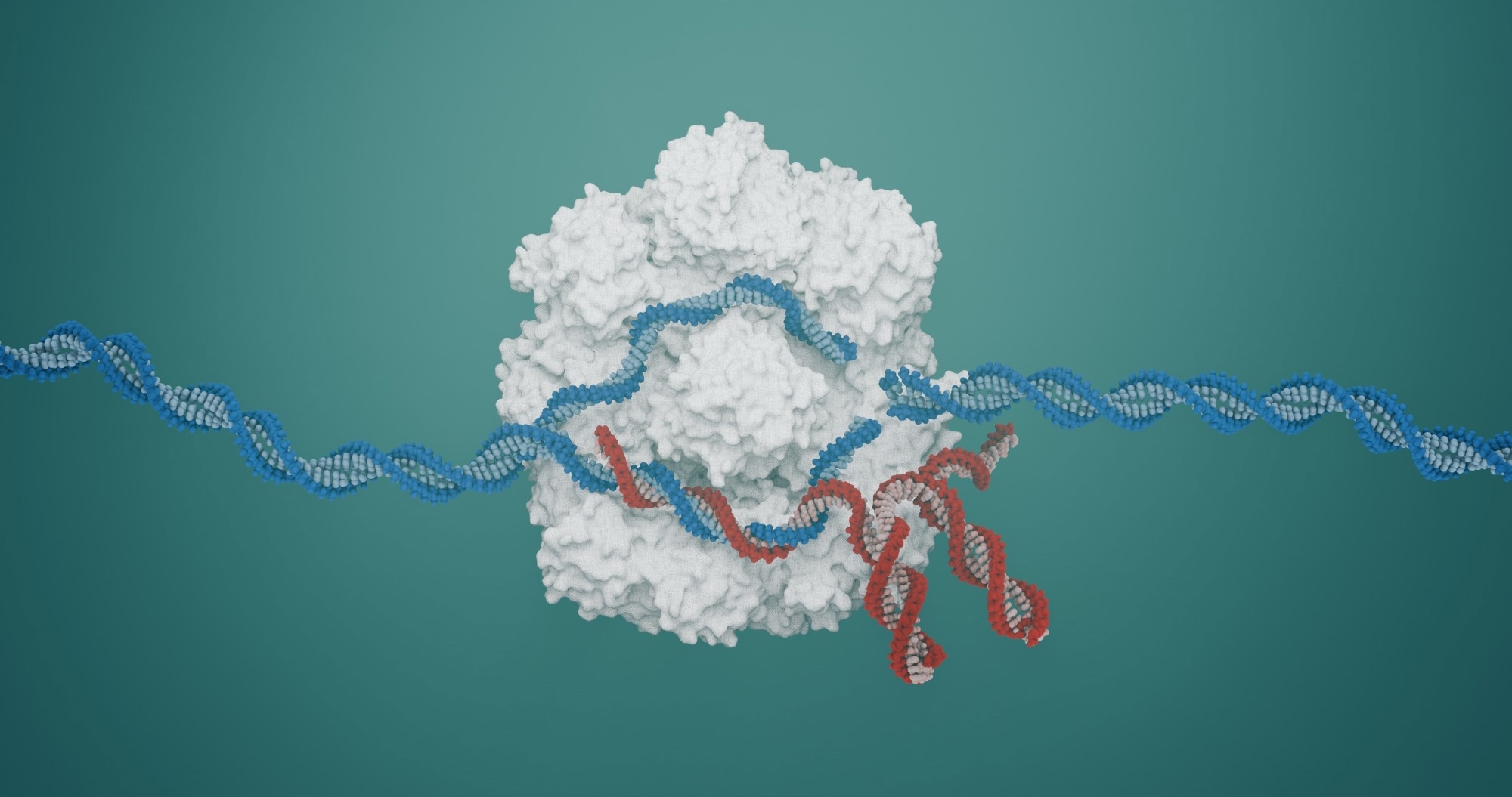 CRISPR Cas9 nuclease in complex with its guide-RNA and target DNA sequence introducing a double strand DNA break