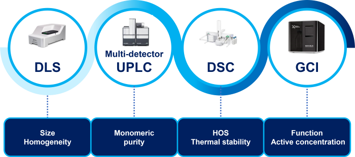 Exploring the Biophysical Characterization of Monoclonal Antibodies