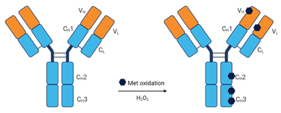 Schematic illustration of methionine oxidation of Immunoglobulin G (IgG)