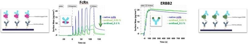 Double – referenced sensorgrams of native and stressed Trastuzumab (analyte) samples binding to His-captured FcRn (left) and ERBB2 (right)