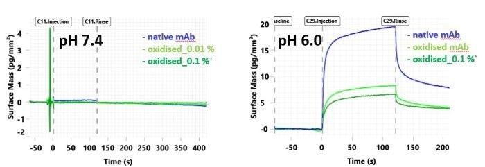 Double – referenced sensorgrams of native and stressed Trastuzumab (analyte) samples binding to captured FcRn at pH 7.4 (left) and pH 6.0 (right)