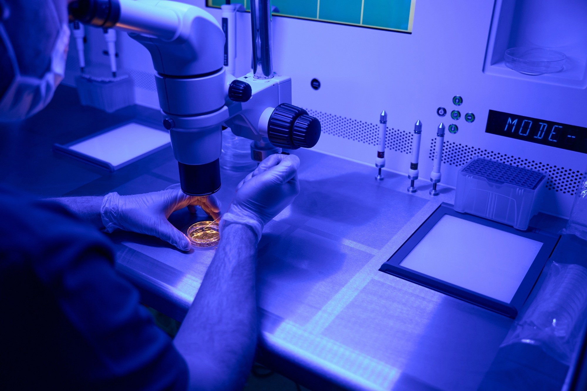 Scientist examining a cell culture dish under a laboratory microscope inside a sterile biosafety cabinet during biomedical research.