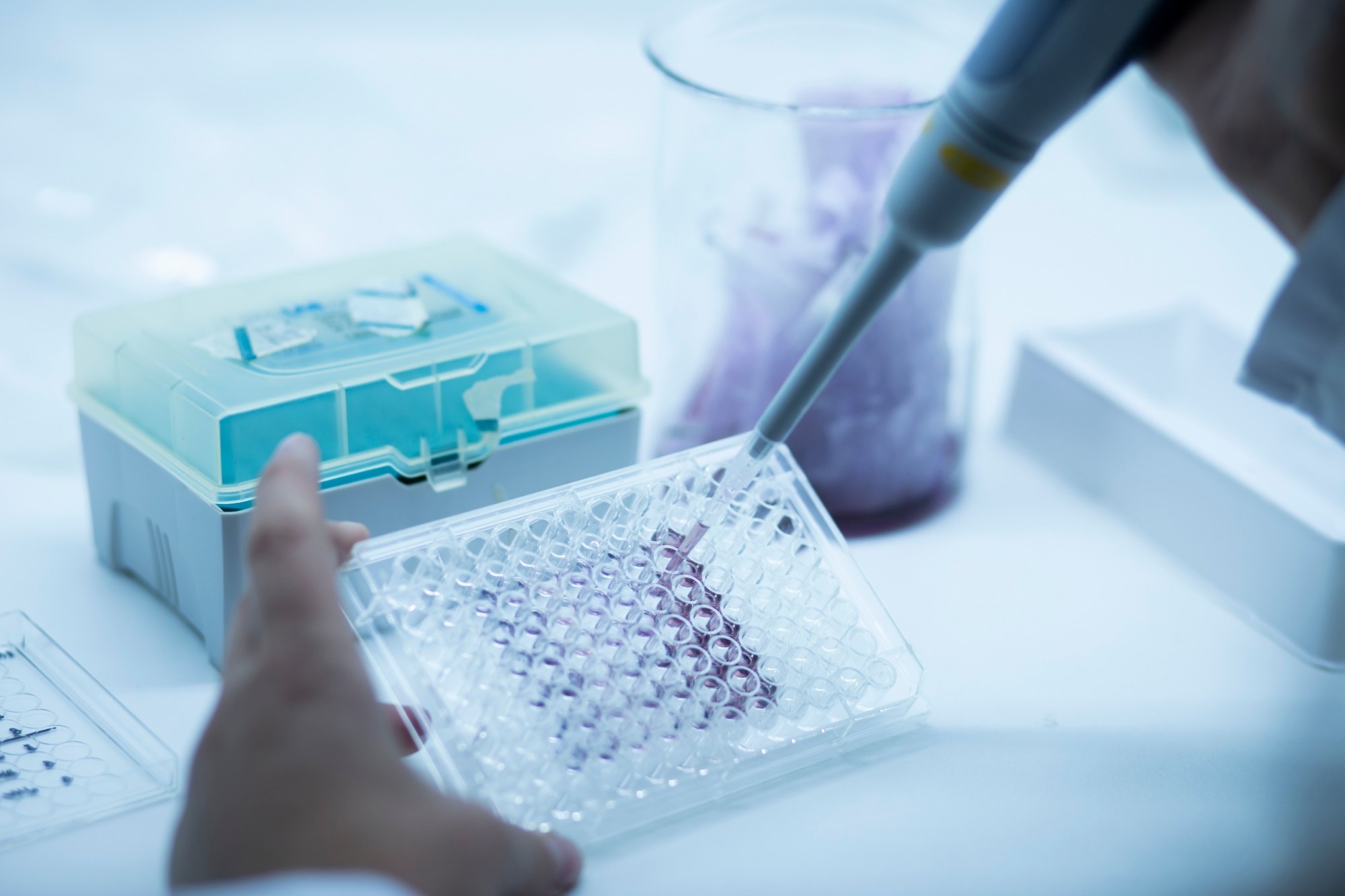 96-well titration plate. Pipette adding purple liquid to some of the wells