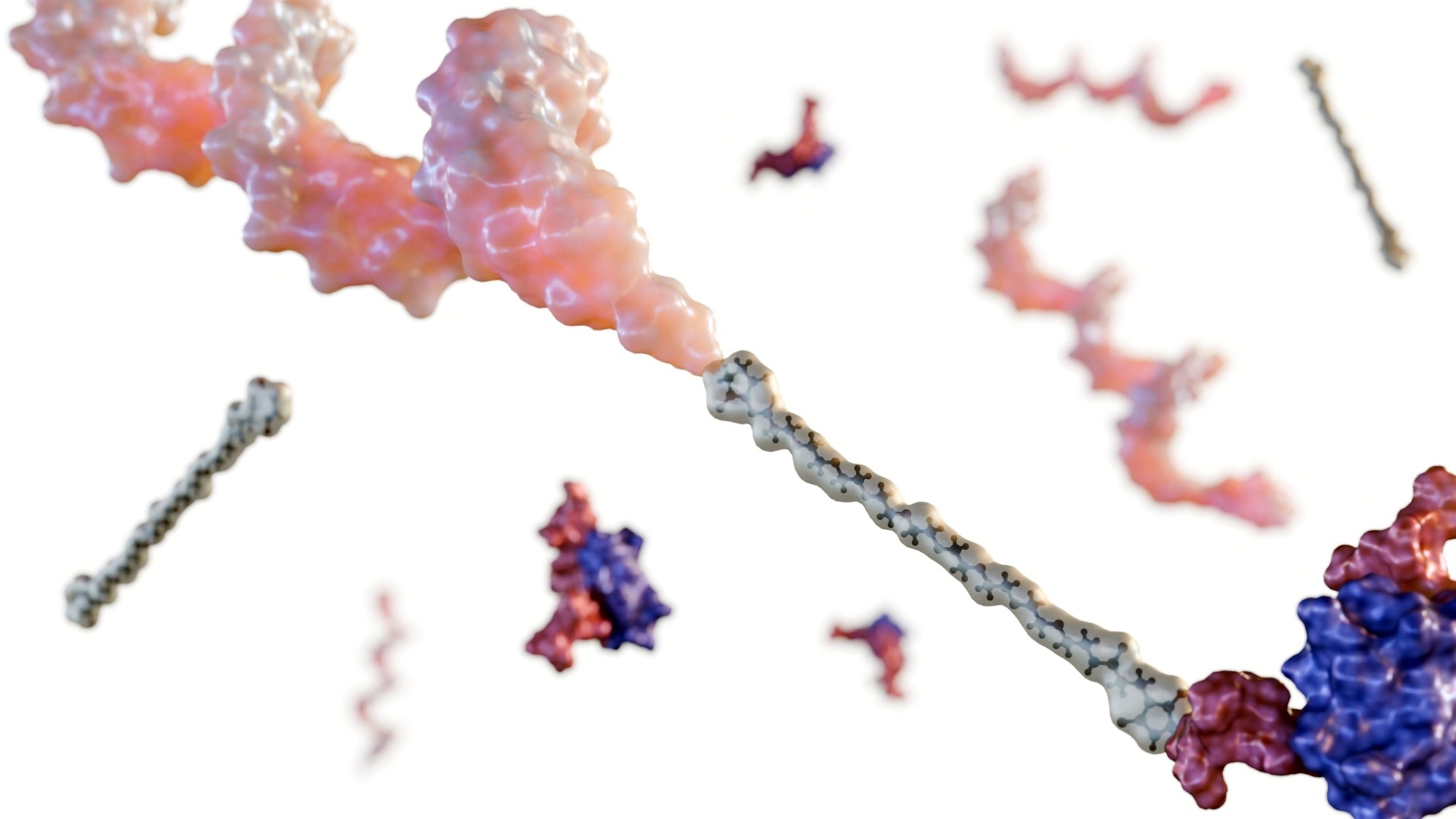 A 3d rendering of peptide-oligonucleotide conjugate or POC. The molecule is composed of a double-stranded DNA helix, linker and peptide chain.