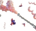 Peptide Oligonucleotide Conjugates for Targeted Nucleic Acid Therapeutics