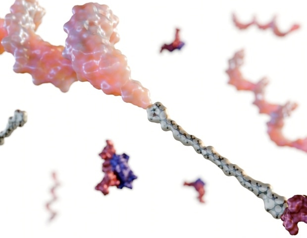 Peptide Oligonucleotide Conjugates for Targeted Nucleic Acid Therapeutics