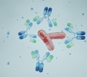 How Therapeutic Monoclonal Antibodies Are Engineered, Manufactured, and Characterized