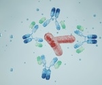 How Therapeutic Monoclonal Antibodies Are Engineered, Manufactured, and Characterized