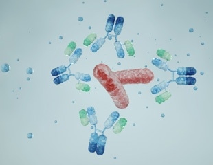 How Therapeutic Monoclonal Antibodies Are Engineered, Manufactured, and Characterized