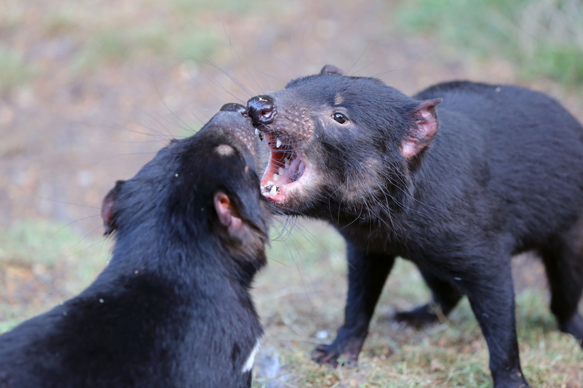 Two Tasmanian devils interacting with open jaws.