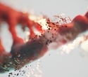 Reconstructing Genomes: How Is It Done?
