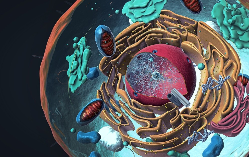 Eukaryote