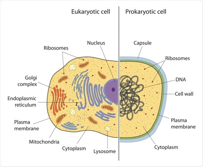 Prokaryotic vs Eukaryotic Cell Prokaryotic vs Eukaryotic Cell