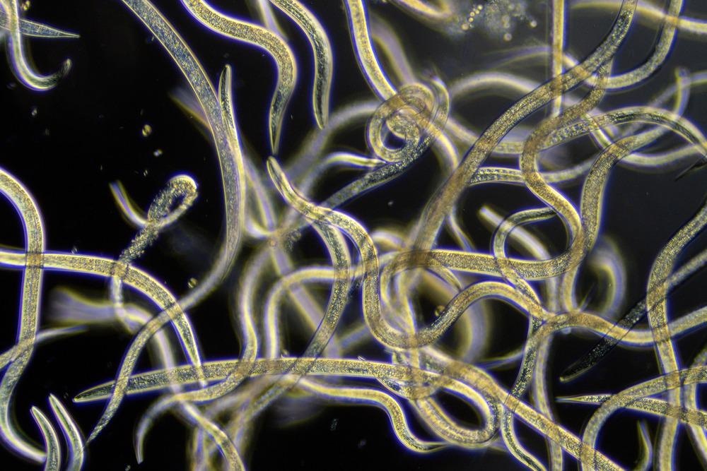 Nematodes