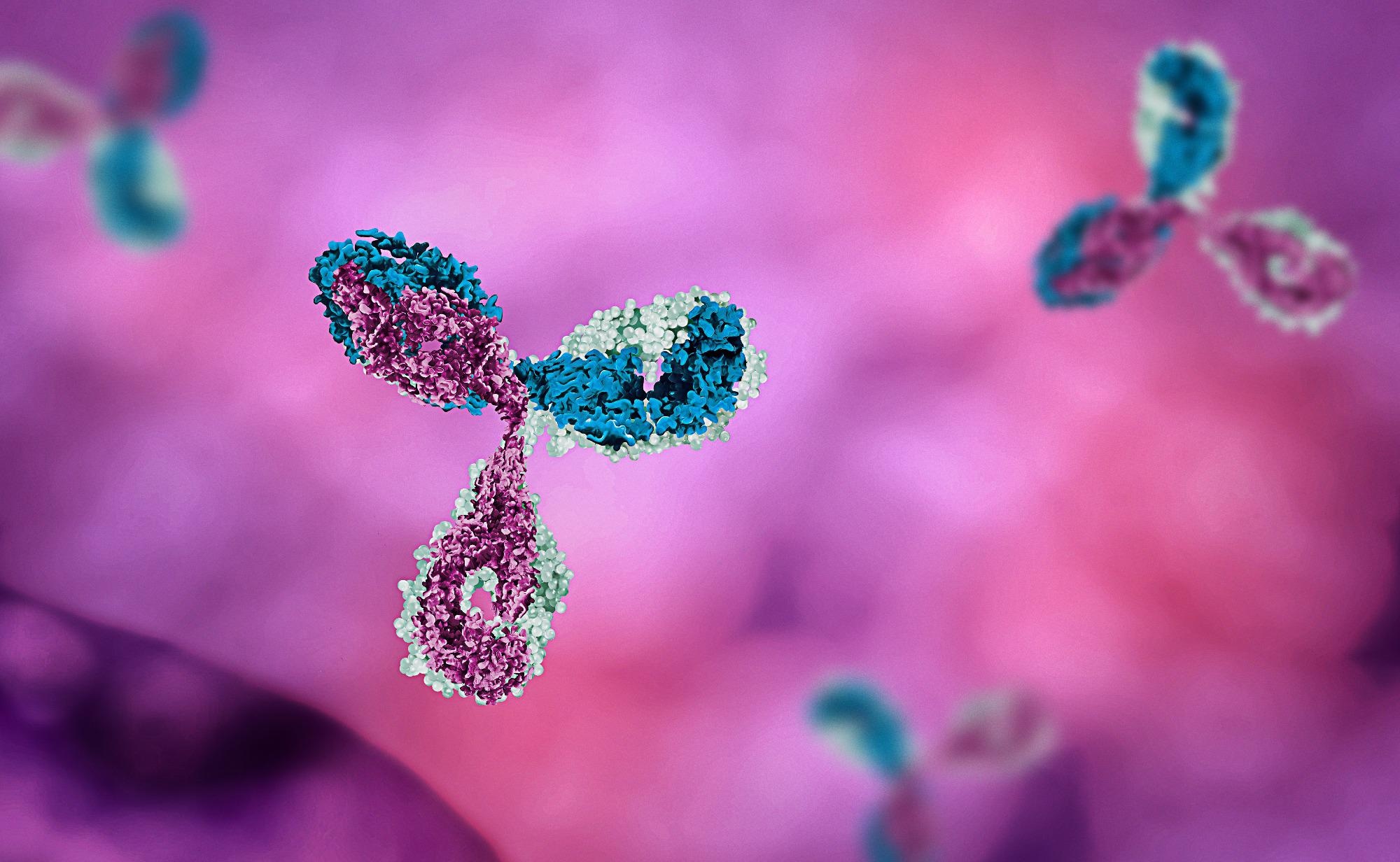 Antibodies