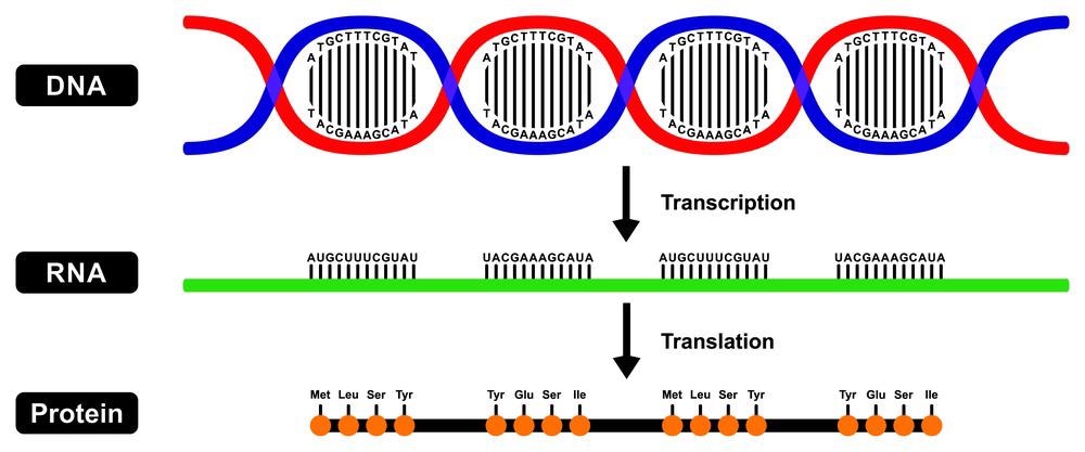 Central Dogma