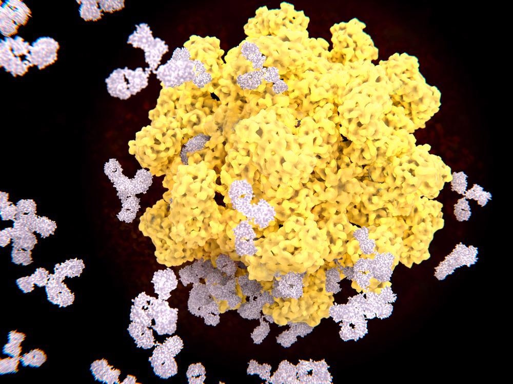 Antibody-Antigen
