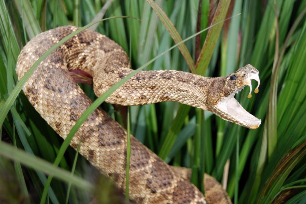 Snake Venom