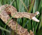 How can Snake Venom Help Aid Drug Discovery?