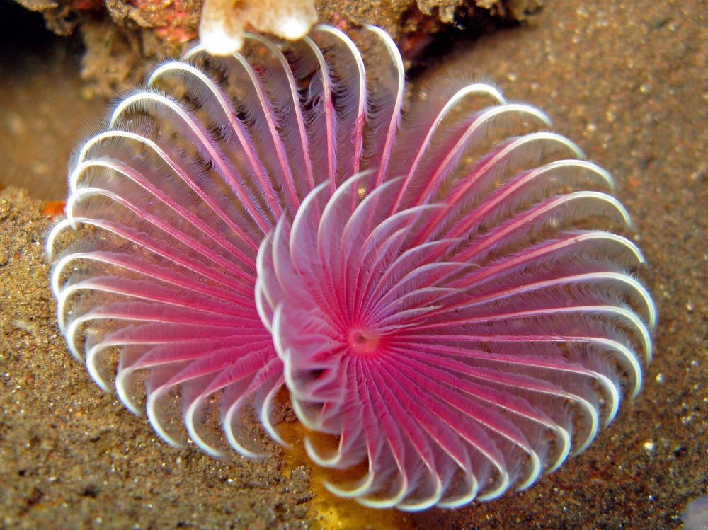 Marine Invertebrate