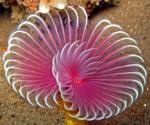 The Use of Marine Invertebrates in Drug Discovery