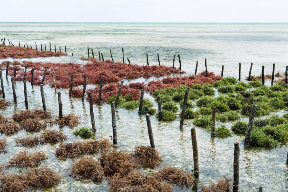 Seaweed Farm
