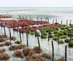 The Future of Seaweed Farming