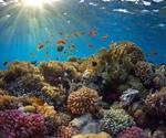 Noise Pollution and its Effects on Coral Reefs