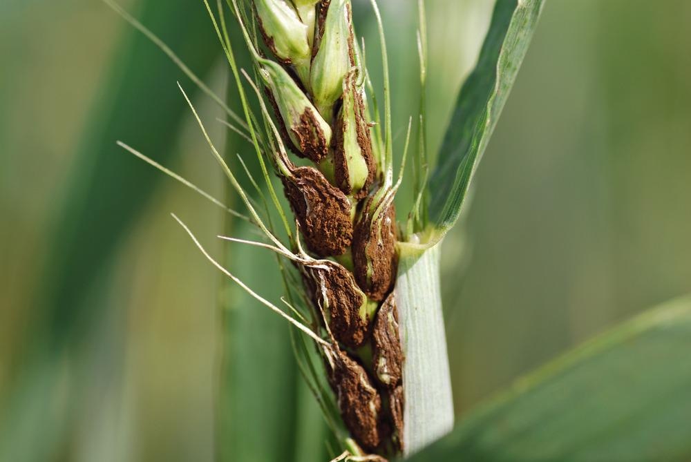Crop Disease Smut