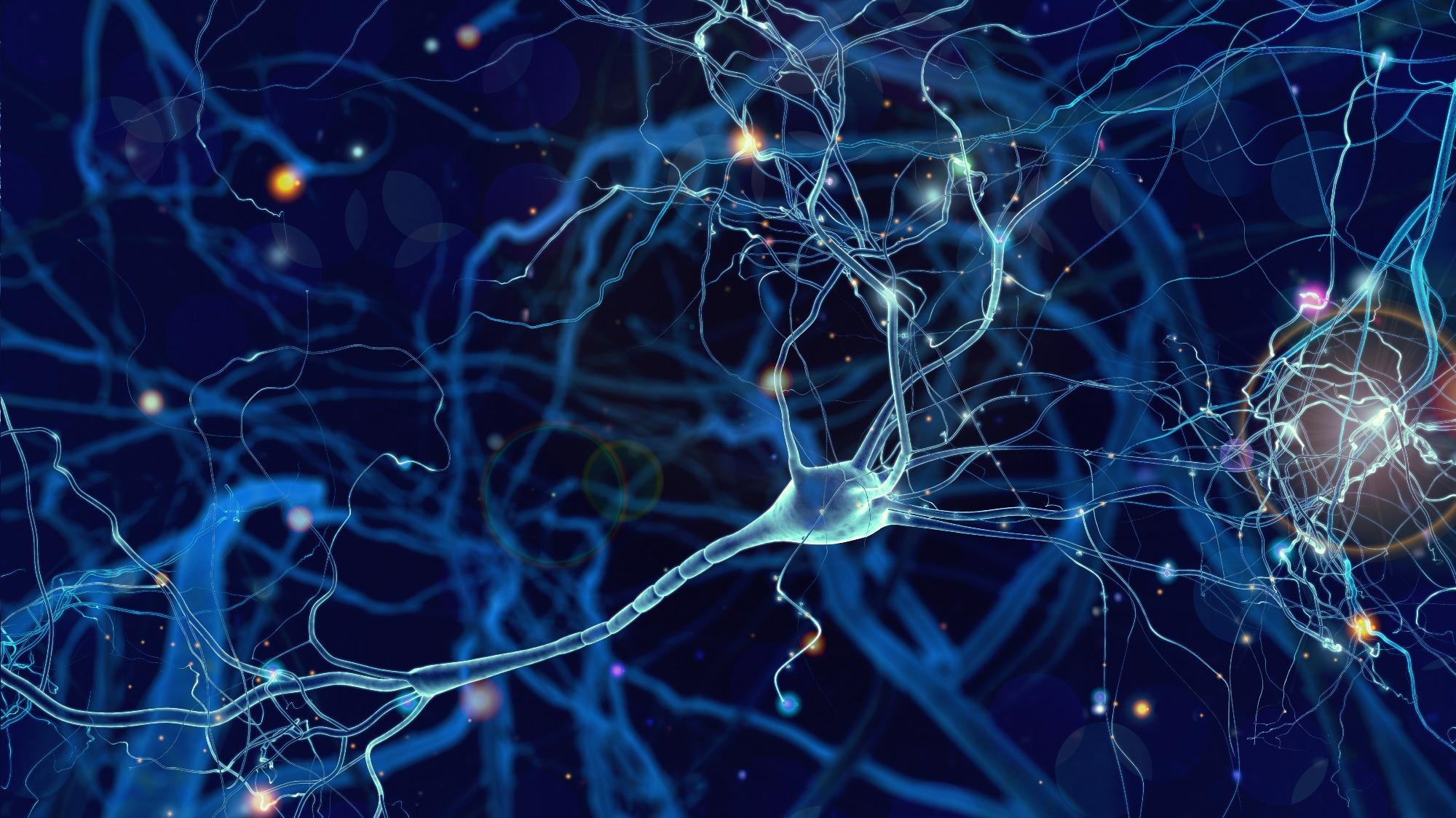 Neurons