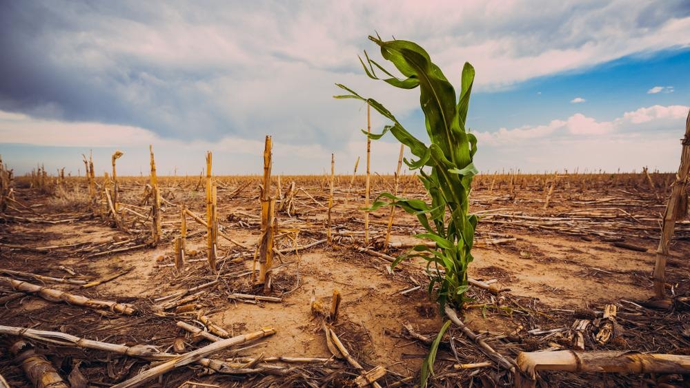 Climate Change and Agriculture