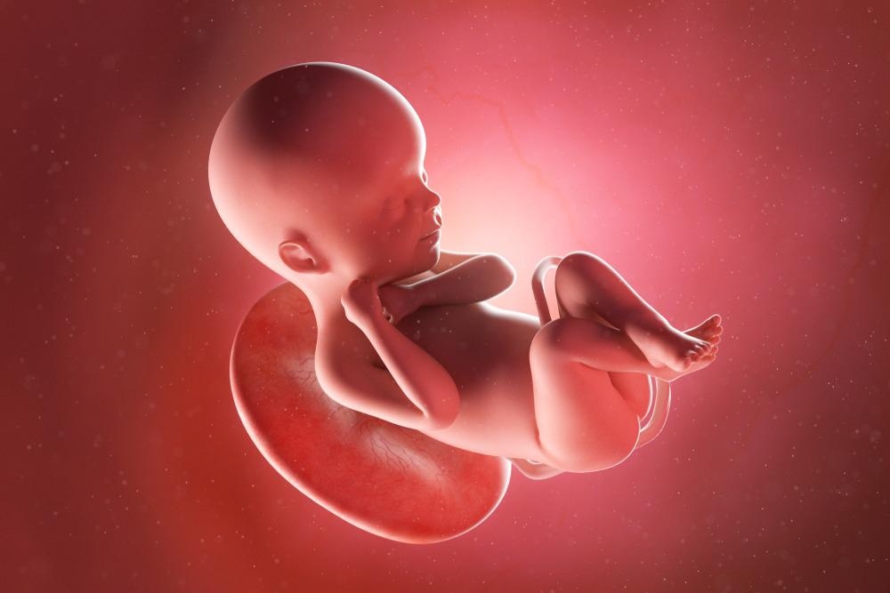 Fetus