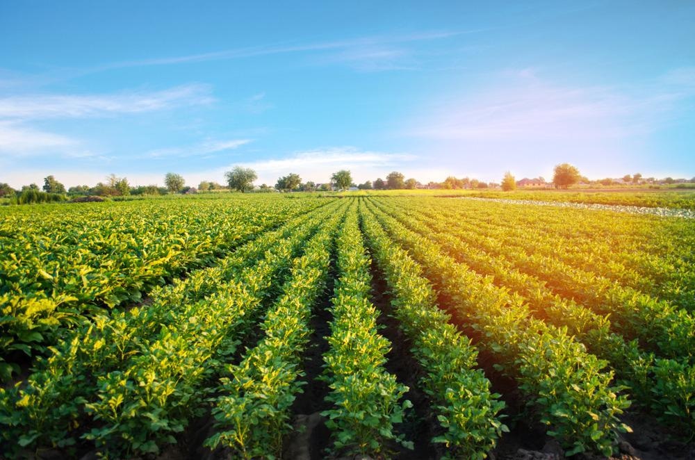 Crops