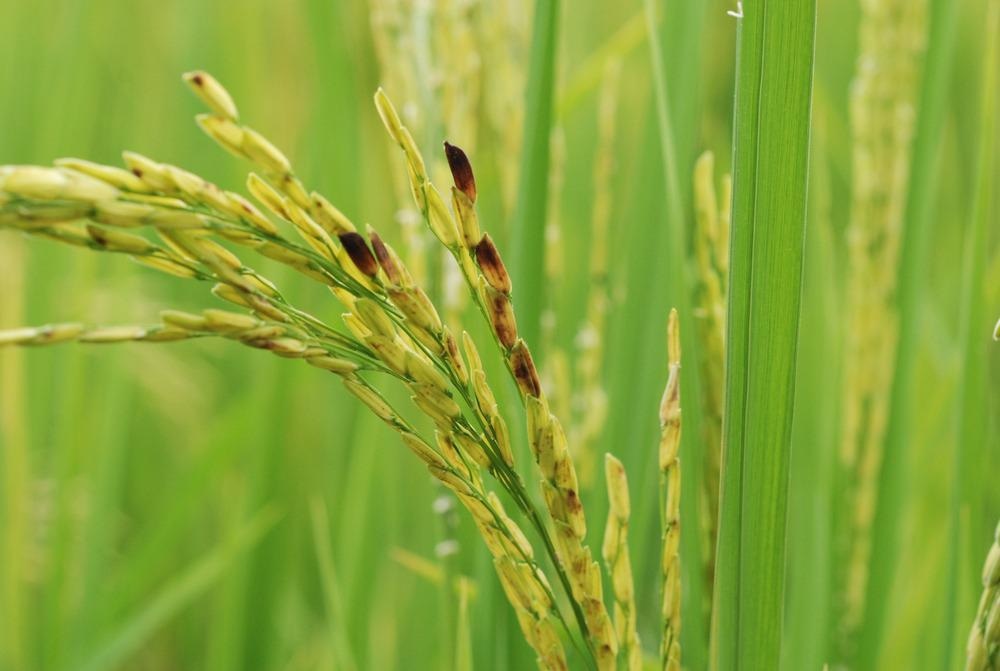 Crop Disease