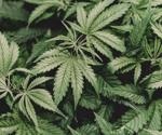 Role of Microwave-Assisted Extraction in Cannabis Analysis