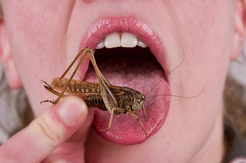 Eating Insects