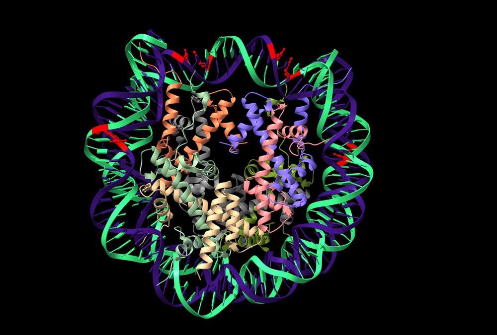 Human Nucleosome