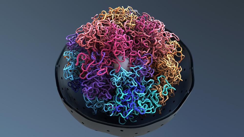 Chromatin