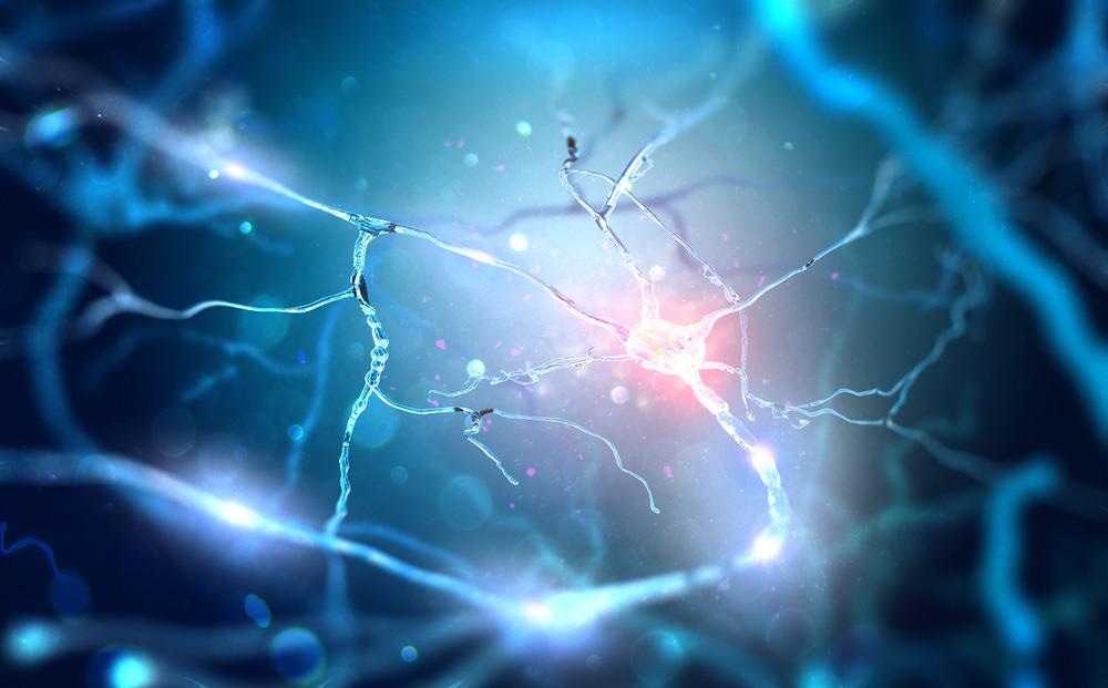 Neurons