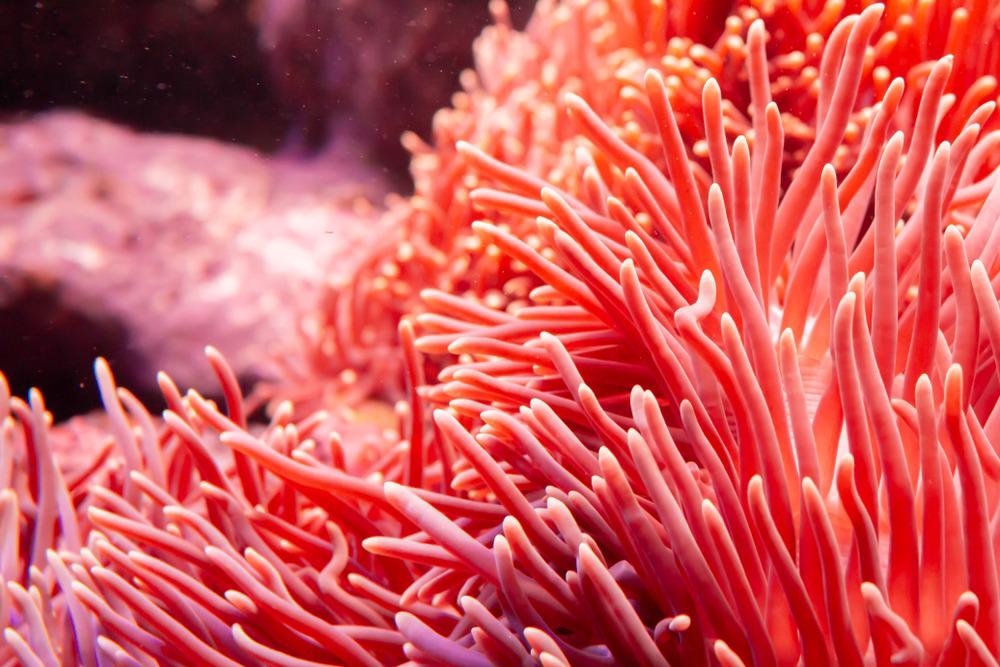 Coral