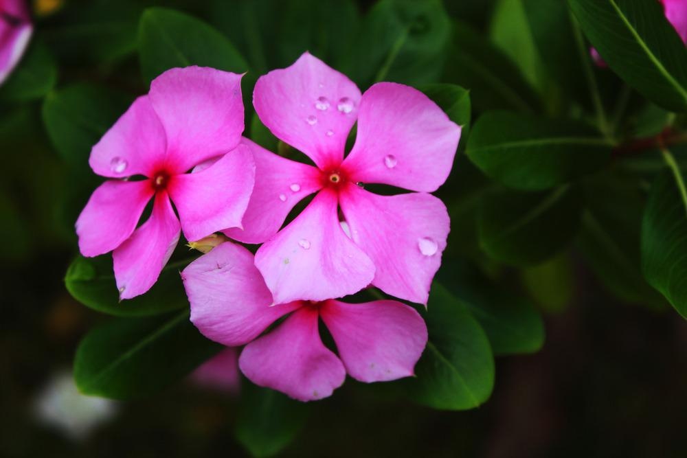 Catharanthus rosesus