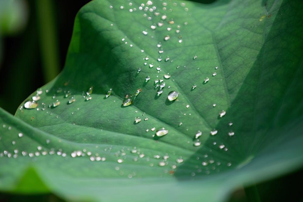Lotus Leaf