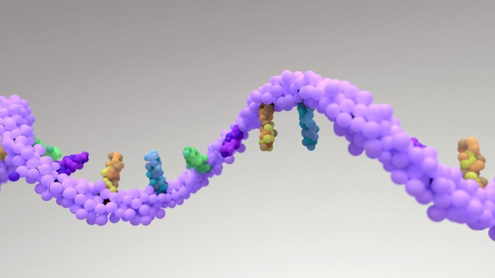 RNA Strand