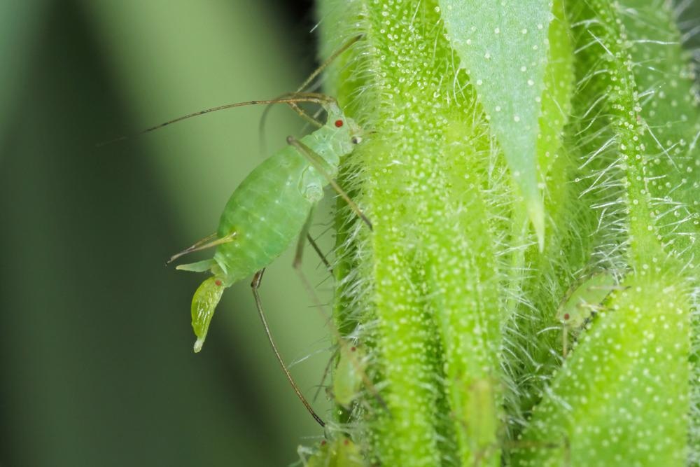 Acyrthosiphon pisum