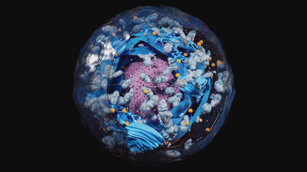 Mitochondria