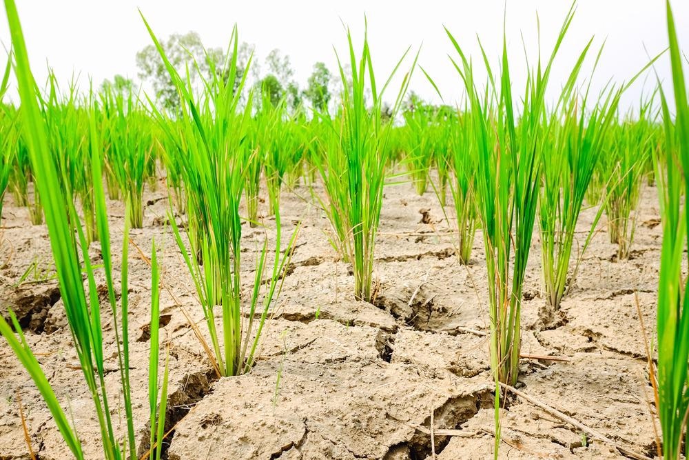 Crops and Climate Change